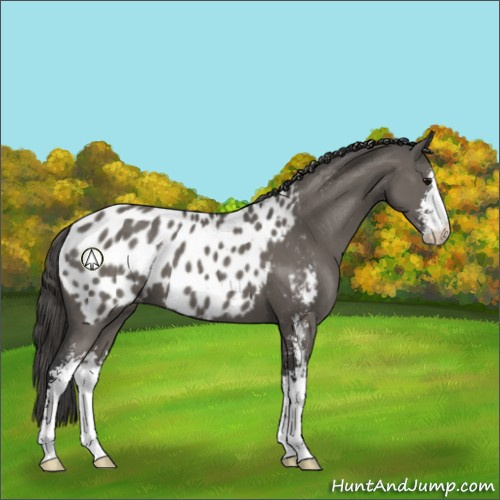 Horse Color:Grullo Sabino Appaloosa