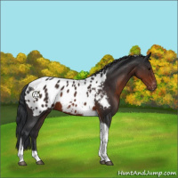 Horse Color:Brown Tobiano Blanket 
