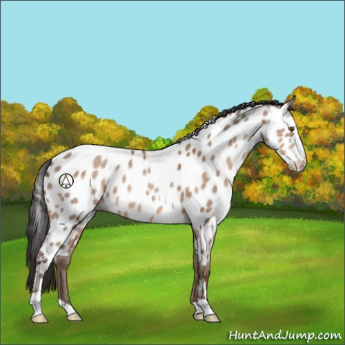 Horse Color:Sable Champagne Appaloosa