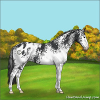 Horse Color:White Spotted Black Appaloosa 