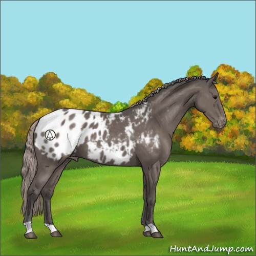 Horse Color:Silver Black Appaloosa 