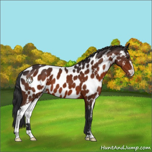 Horse Color:Brown Sabino Appaloosa