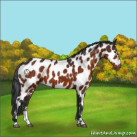 Horse Color:Brown Sabino Near Leopard 