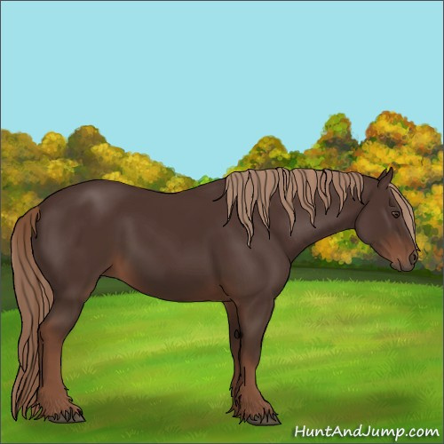 Horse Color:Liver Chestnut Rabicano