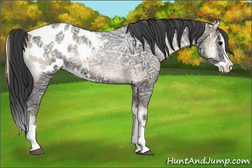 Horse Color:Blue Onyx Ice Splash Appaloosa 