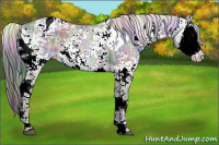 Horse Color:Nacre Black Ice Sabino Splash Appaloosa Rabicano 