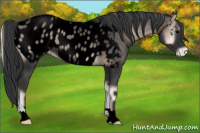 Horse Color:Void Blue Onyx Appaloosa Rabicano 