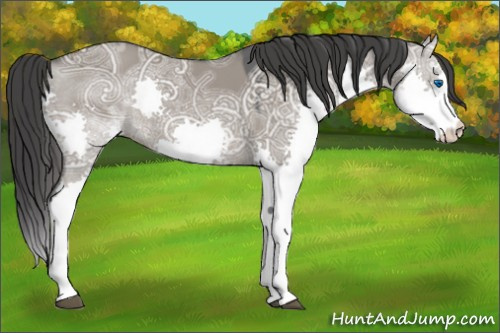 Horse Color:Grullo Ice Splash 