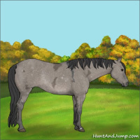 Horse Color:Grullo Ice Rabicano 