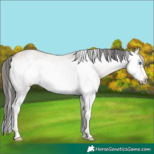 Horse Color:White Spotted Brown Onyx Splash Frame Rabicano 