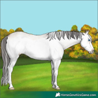 Horse Color:White Spotted Brown Onyx Splash Frame Rabicano 