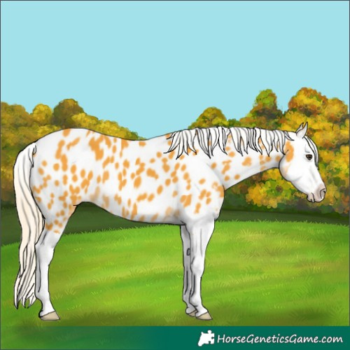 Horse Color:Palomino Splash Near Leopard