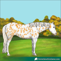 Horse Color:Palomino Splash Appaloosa 