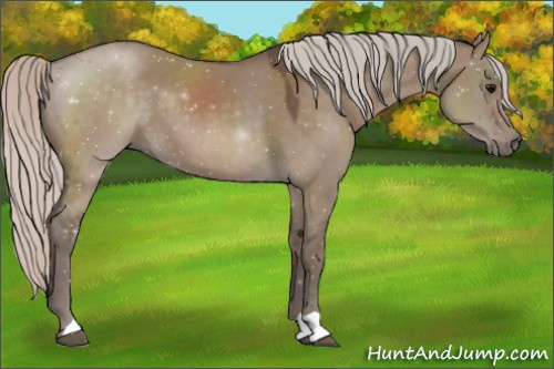 Horse Color:Silver Grullo 