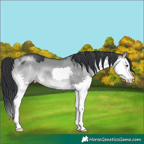 Horse Color:Grullo Chinchilla Splash 