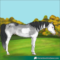 Horse Color:Grullo Chinchilla Splash