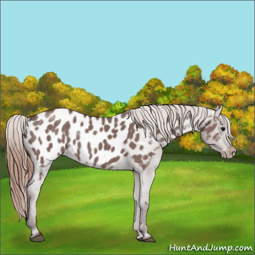 Horse Color:Chocolate Grullo Appaloosa 