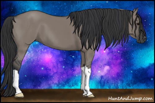 Horse Color:Grullo 