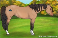 Horse Color:Bay Dun Tobiano 