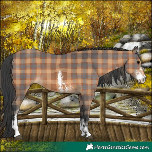 Horse Color:Plaid Bay Sabino