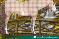 Horse Color:Plaid  Amber Champagne Sabino Appaloosa 
