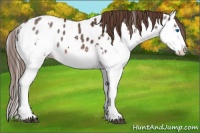 Horse Color:Liver Chestnut Sabino Splash Appaloosa 