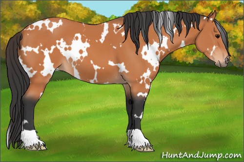 Horse Color:White Spotted Bay 