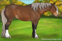 Horse Color:Silver Buckskin 