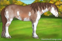 Horse Color:Liver Chestnut Splash 