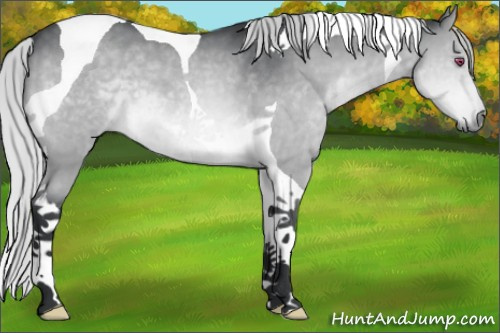 Horse Color:Silver Brown Chinchilla Tobiano 