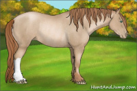 Horse Color:Smoky Black Pearl Rabicano