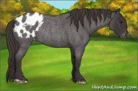 Horse Color:Smoky Blue Roan Appaloosa Rabicano 