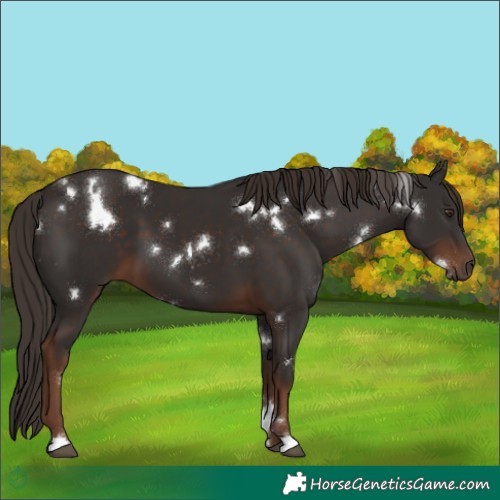 Horse Color:White Spotted Liver Chestnut 