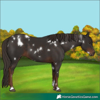 Horse Color:White Spotted Liver Chestnut 