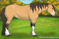 Horse Color:Buckskin 