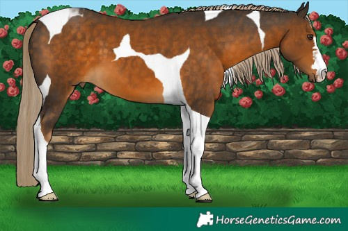 Horse Color:Chocolate Palomino Tobiano