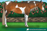 Horse Color:Chocolate Palomino Tobiano 
