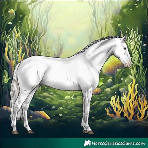 Horse Color:Silver Brown Dun Appaloosa 