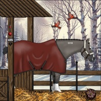 Horse Color:Grullo Sabino Rabicano 