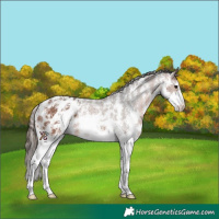 Horse Color:Bay Sabino Appaloosa 