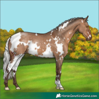 Horse Color:White Spotted Silver Brown Dun