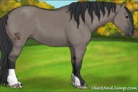 Horse Color:Grullo 