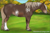 Horse Color:White Spotted Liver Chestnut 