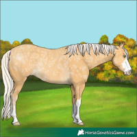 Horse Color:Silver Amber Cream Champagne Ice Rabicano
