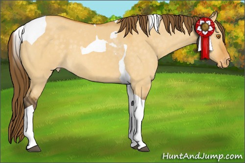 Horse Color:Buckskin Dun Tobiano Appaloosa 
