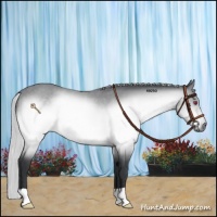 Horse Color:Silver Brown Chinchilla 