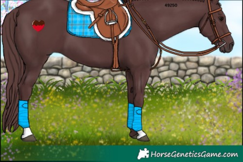 Horse Color:Chocolate Black 