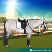 Horse Color:Platinum Bay Dun 