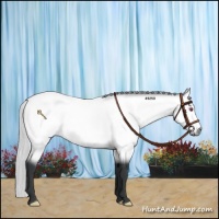 Horse Color:Silver Bay Chinchilla 