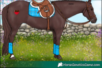 Horse Color:Chocolate Black 